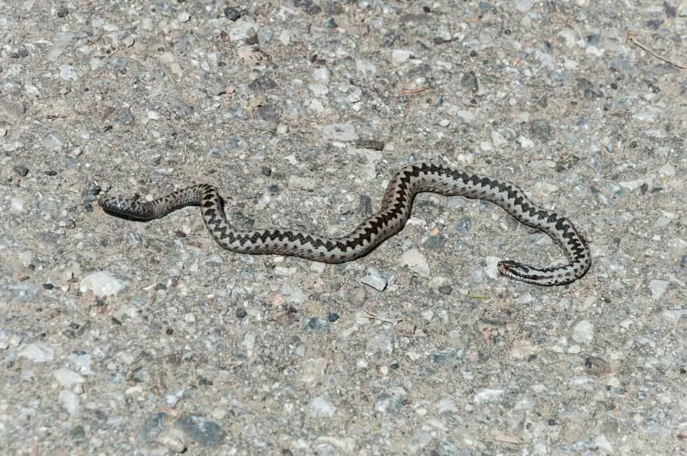 This is a gray Azemiopinae viper on asphalt.