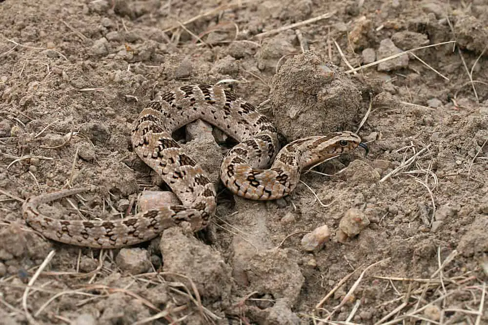 This is a night adder viper slithering on the soil.