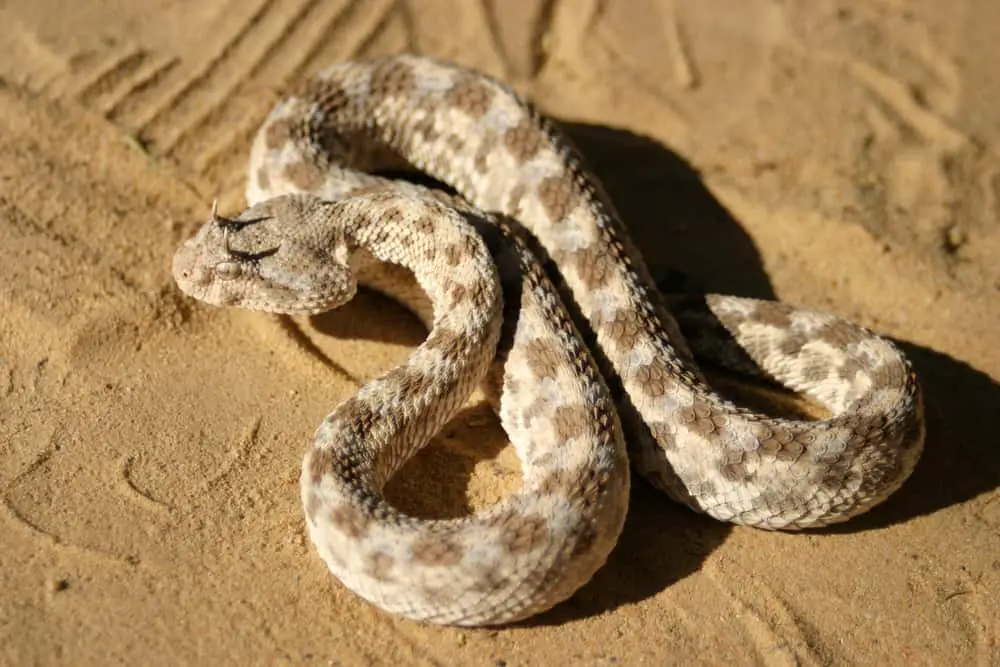 This is a Horned Viper on a desert landscape ready to strike.