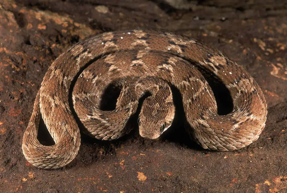 This is a Saw Scaled Viper coiled and in defense.