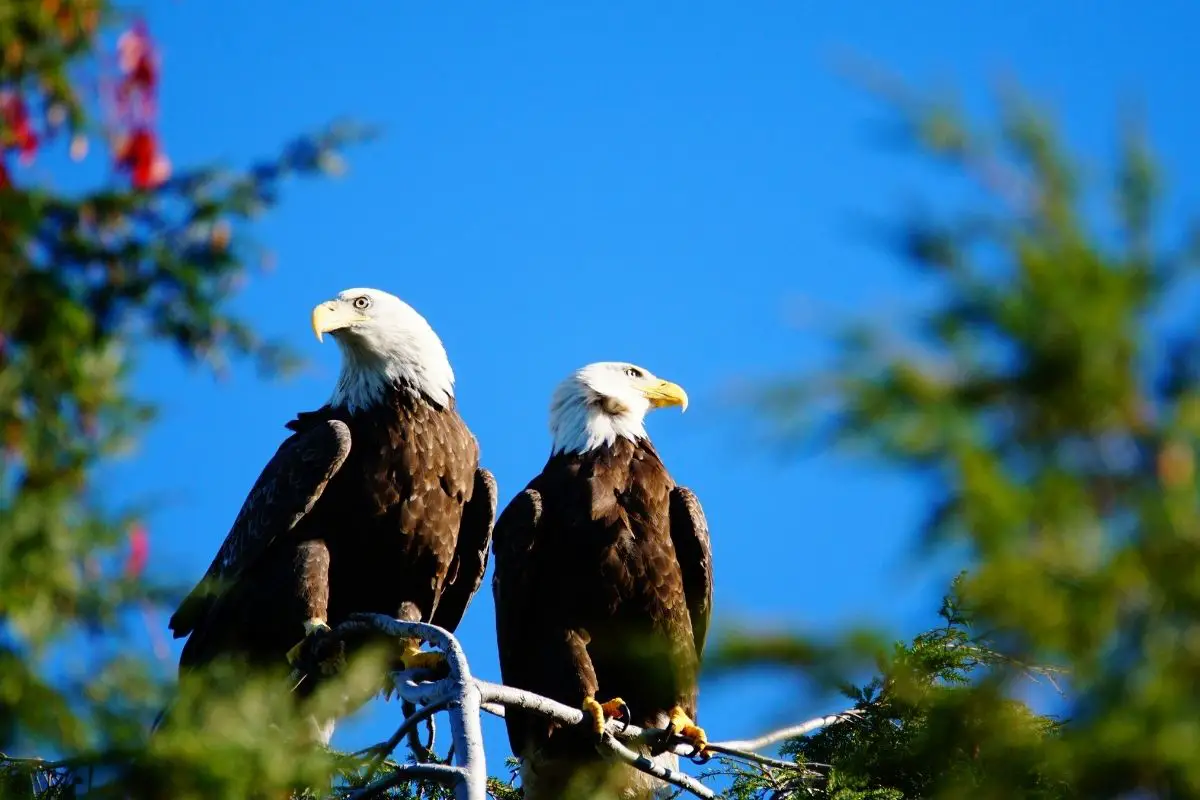 Bald eagles photographed in sunny weather.