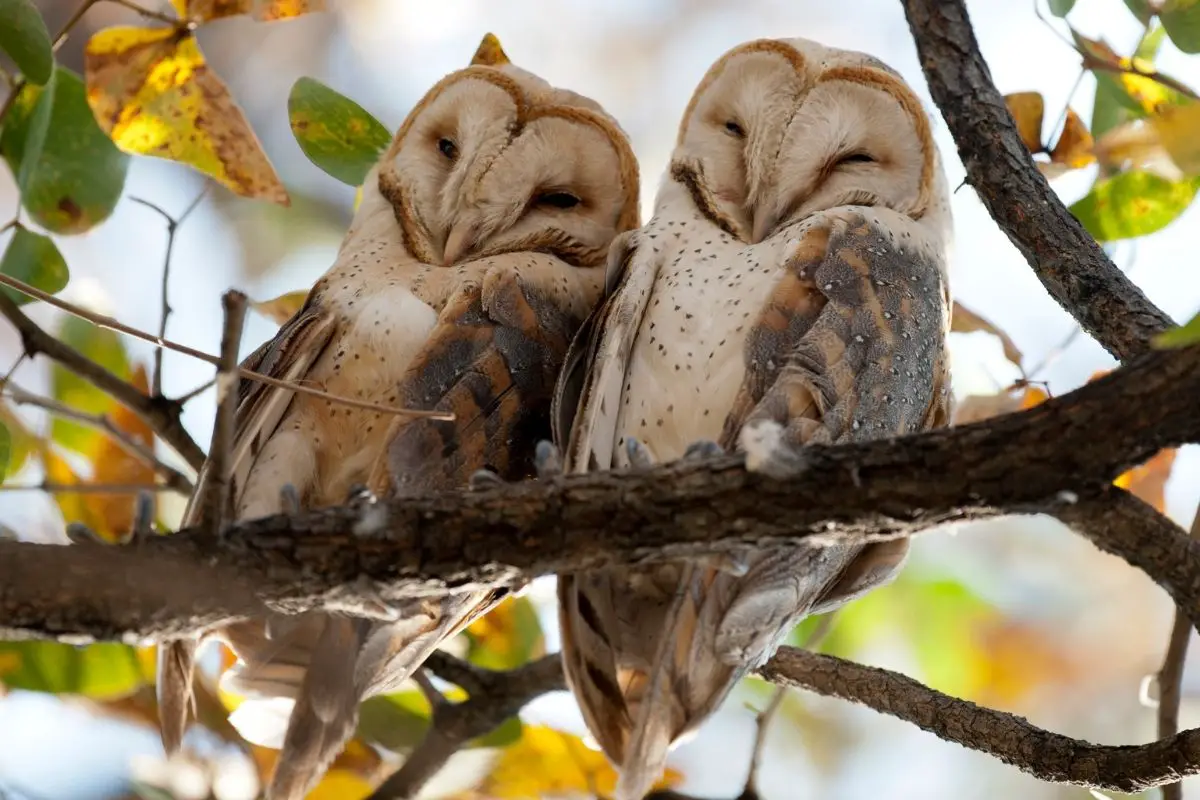 A barn owls at the national park of namibia.