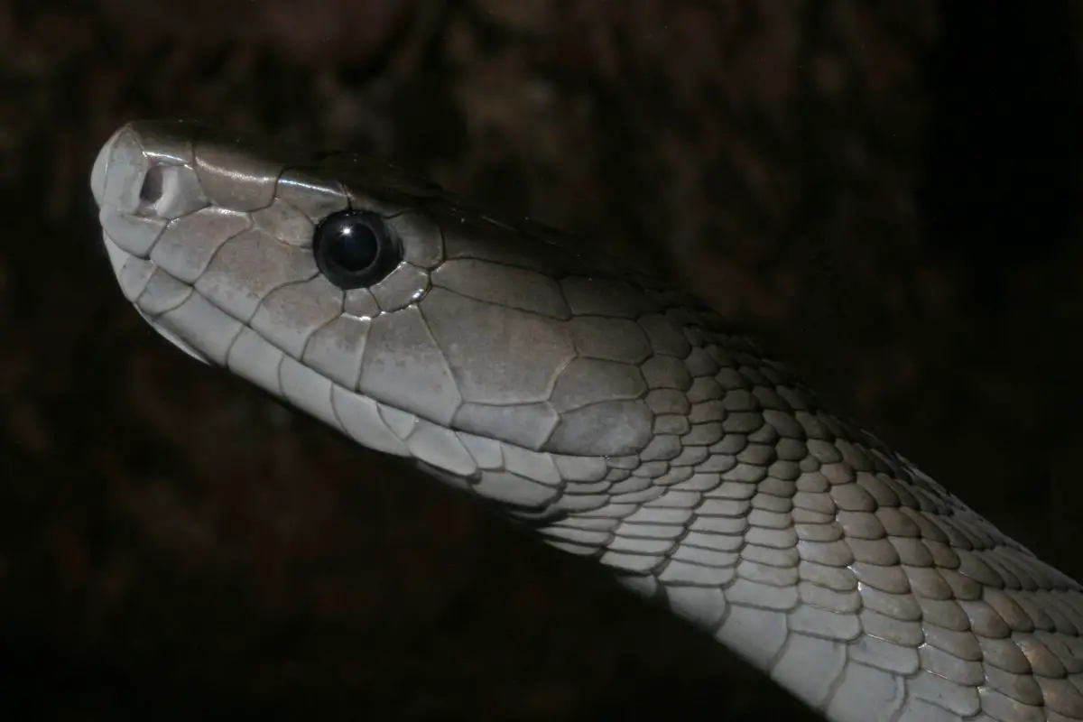 Black mamba snake head shot.