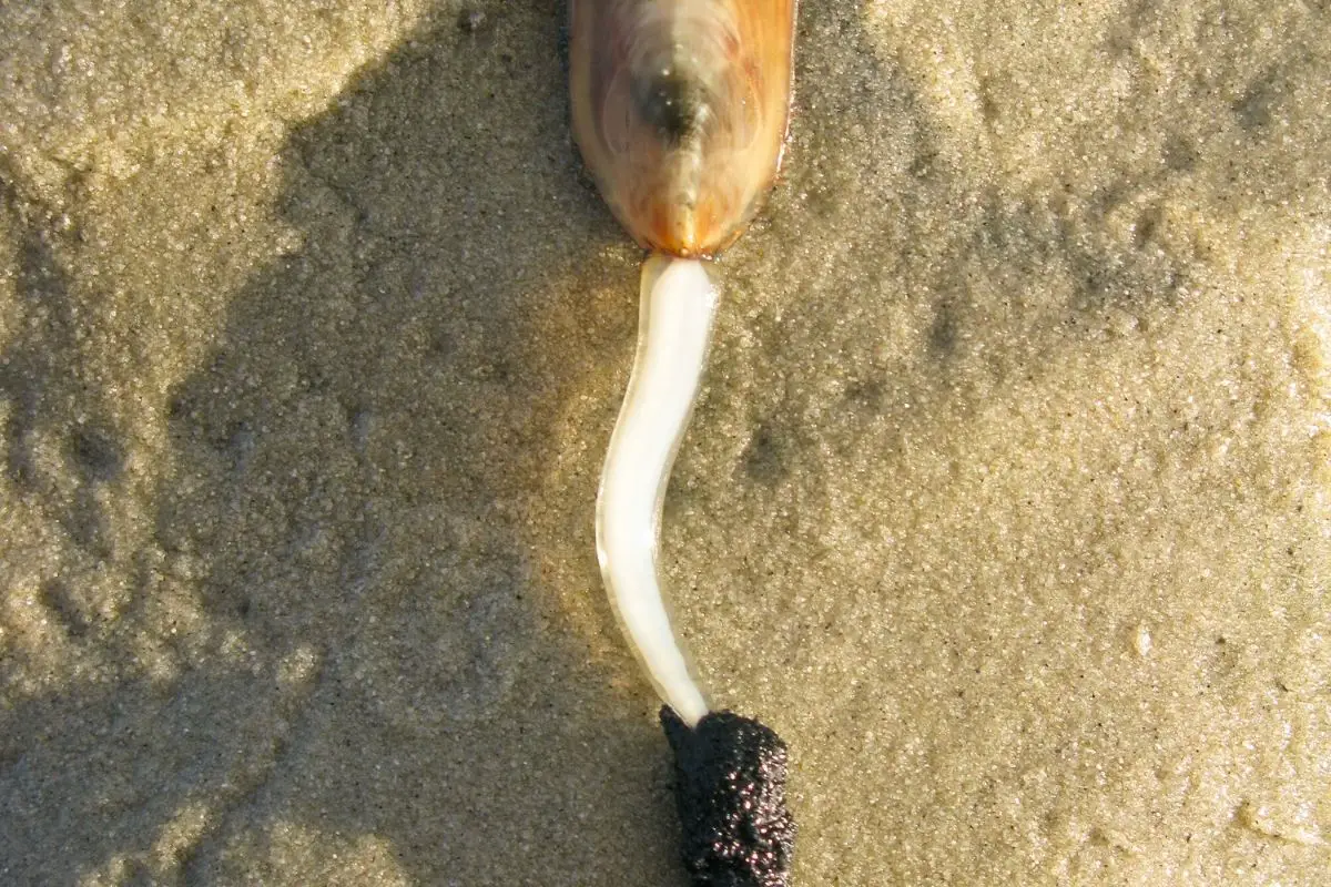 The brachiopods lingula anatina.