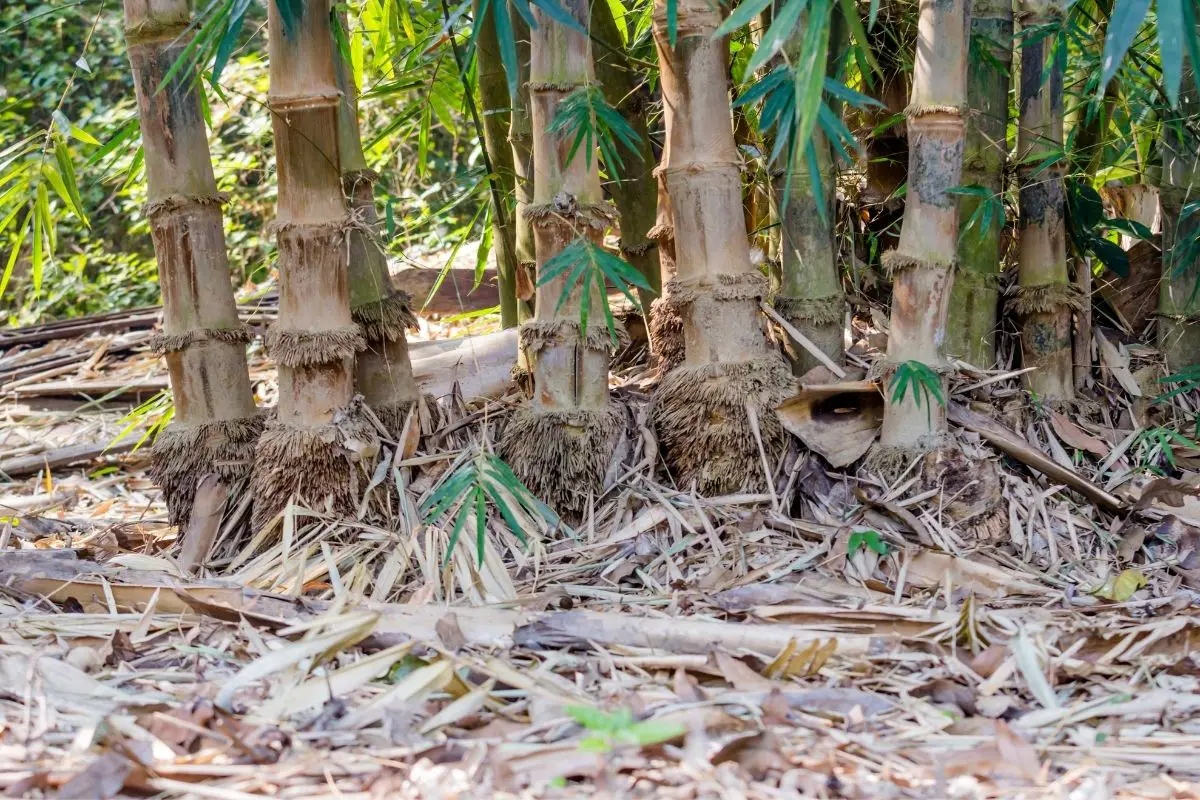 Close up bamboo roots in the forest.