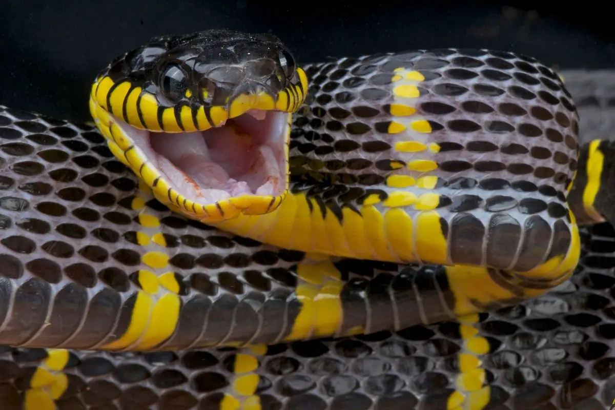 Boiga dendrophila mangrove snake showing his aggressiveness.