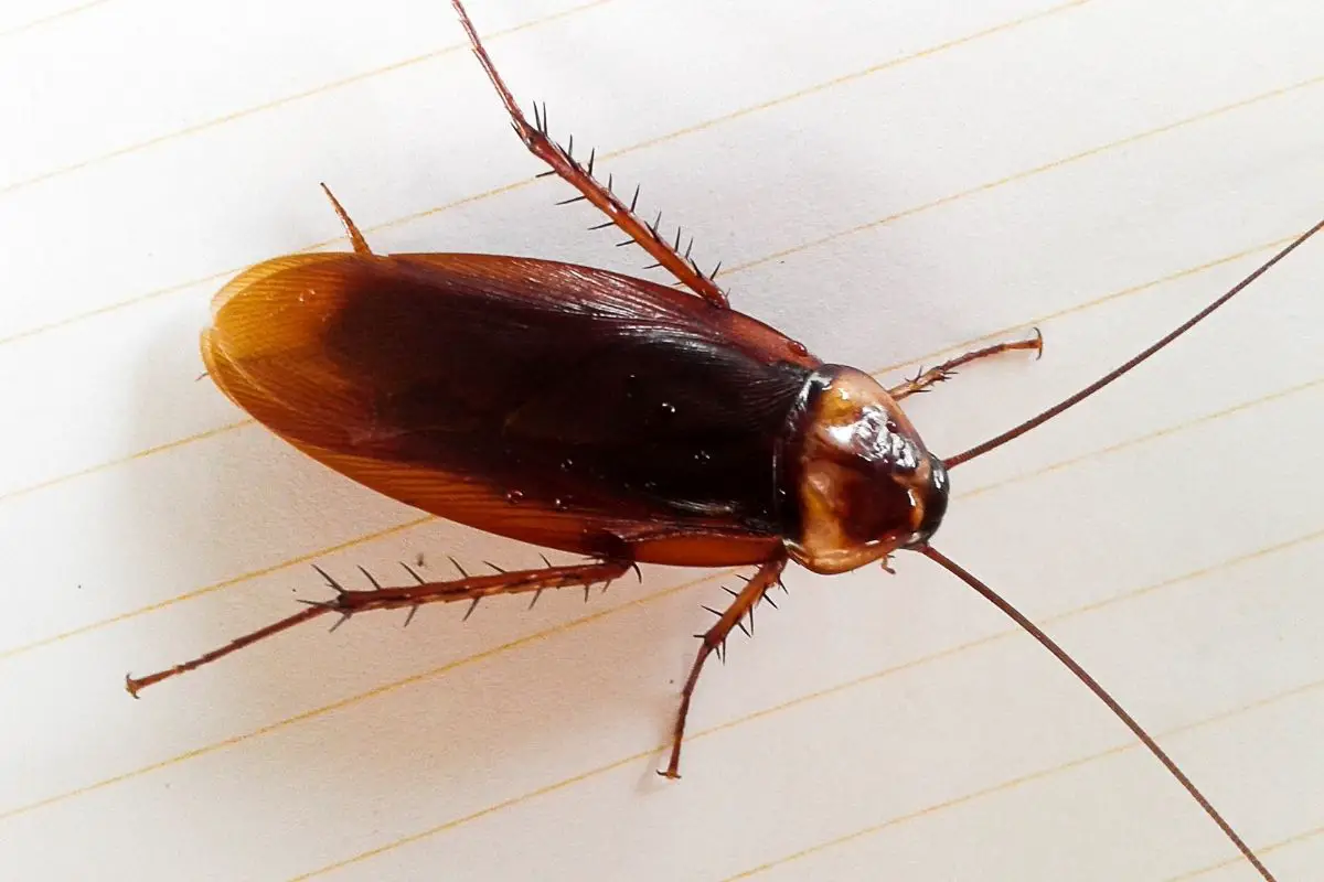 Cockroach on a white paper.