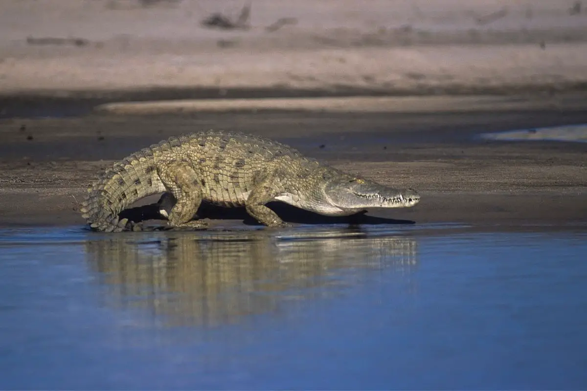Crocodile icefish on the banks of the rufuji river.