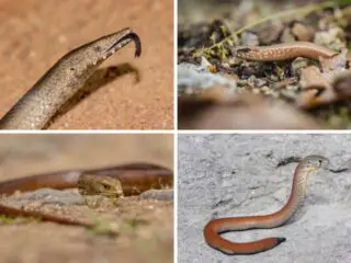 Photo collage of different types of legless lizards.