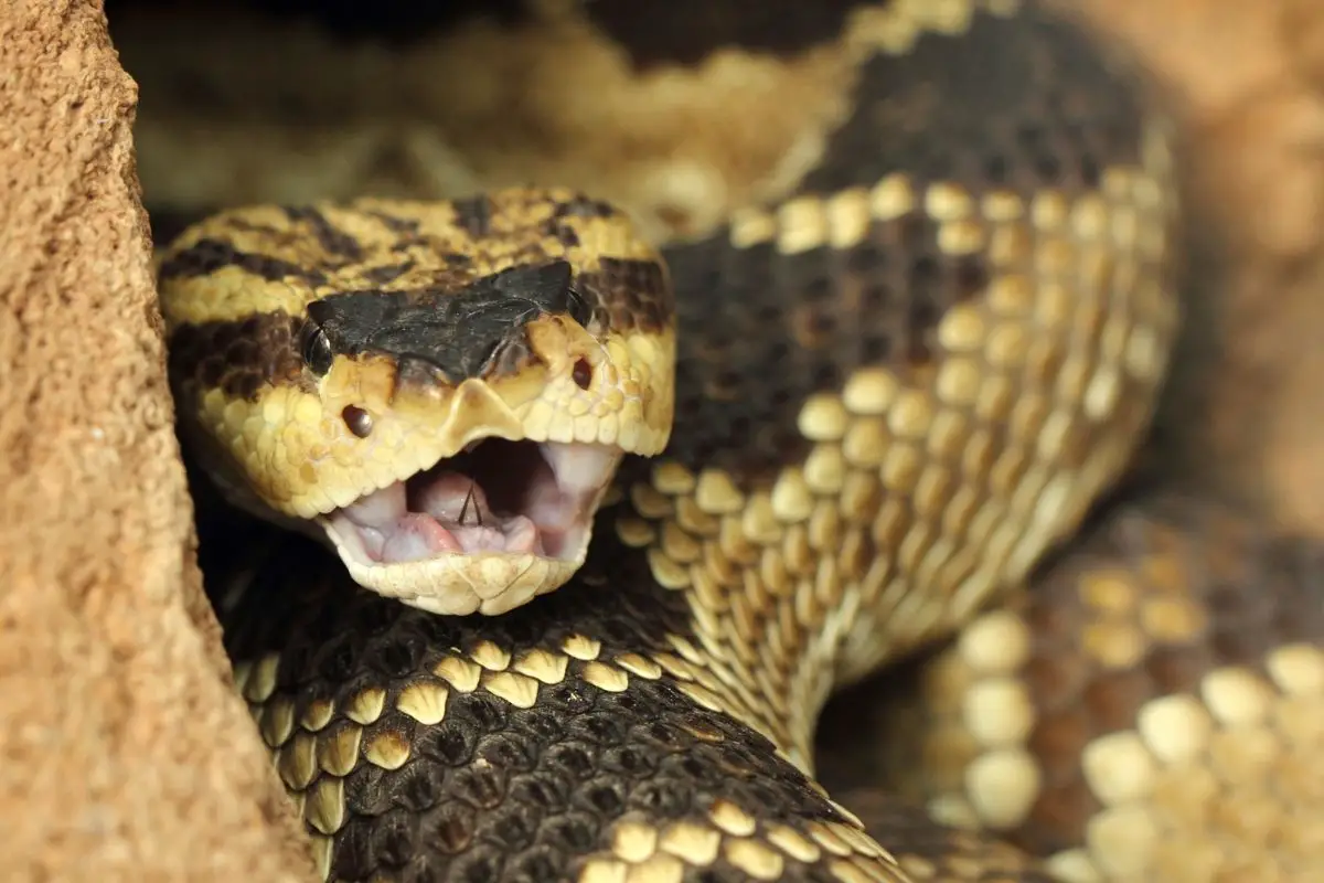 Rattlesnake in the cave.