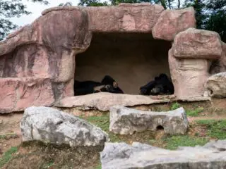 Rock den cement cave with sleeping black bears inside.