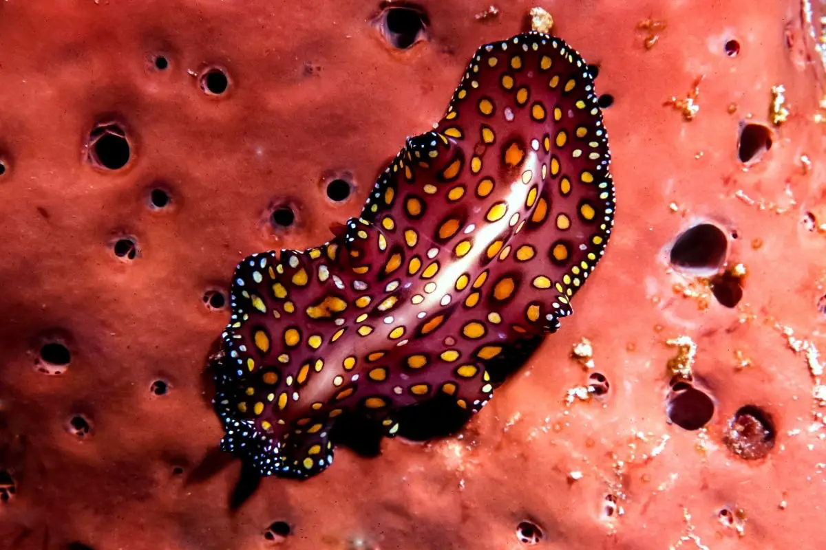 Flatworm (platyhelminthes) on reef.