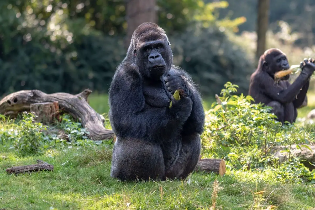 Gorilla in a dutch zoo.