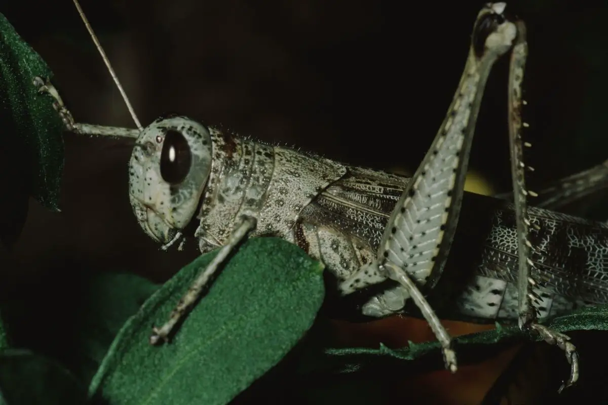 A macro shot of Short horned grasshopper.