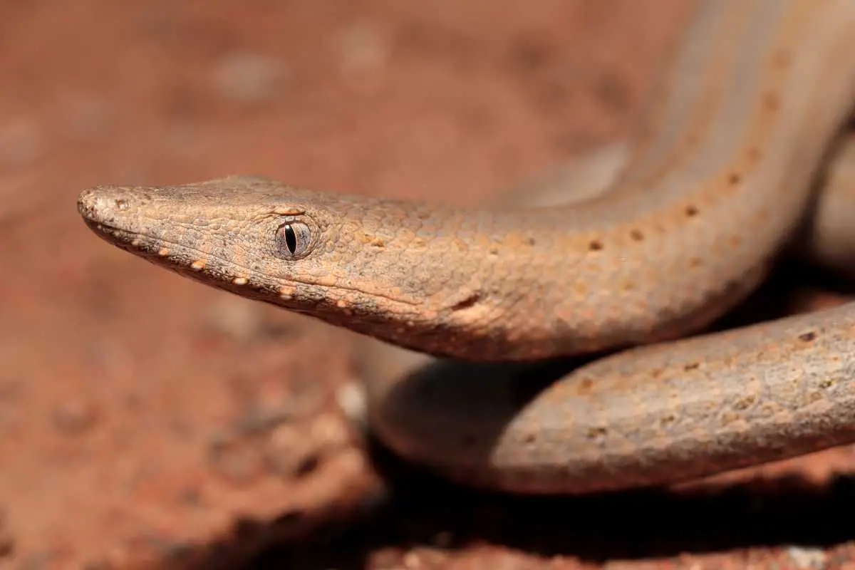 Close-up shot of legless lizard.