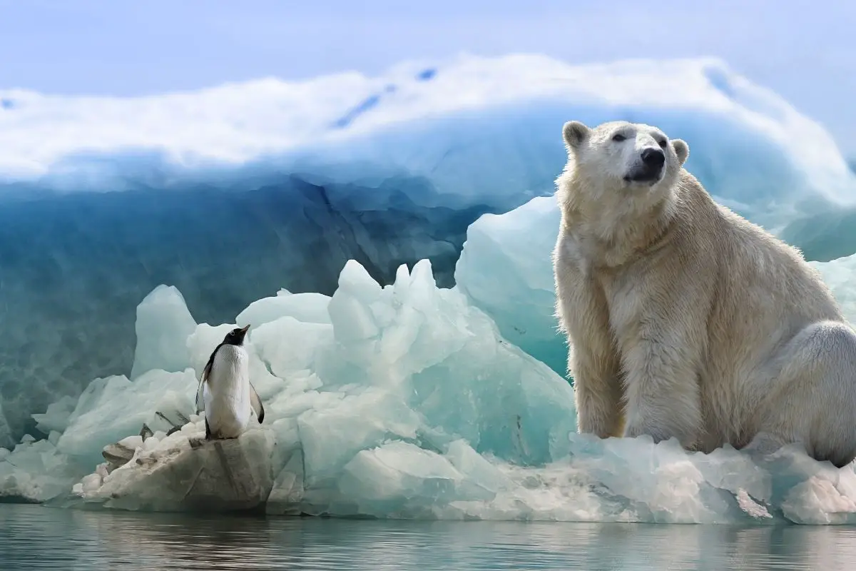 A big and amazing polar bear.