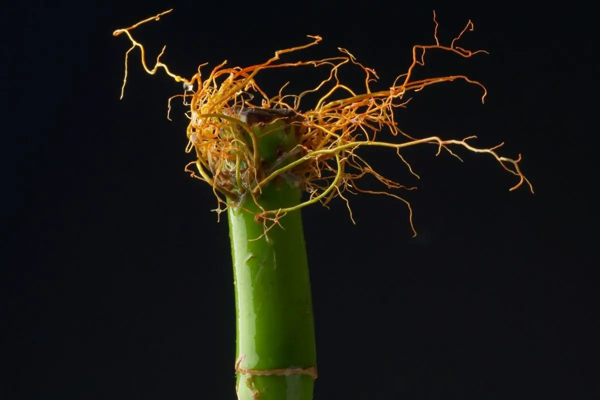 A bamboo roots on a black background.