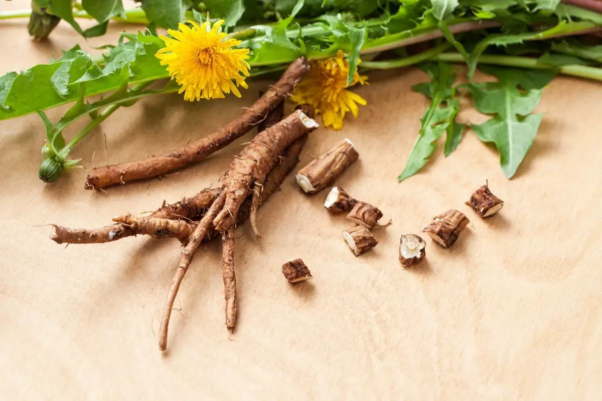 Fresh dandelion roots with yellow flower leaves.