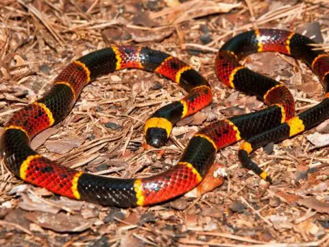 A close up of an eastern coral snake.