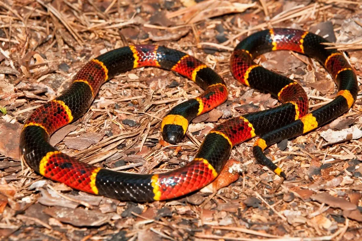 A close up of an eastern coral snake.