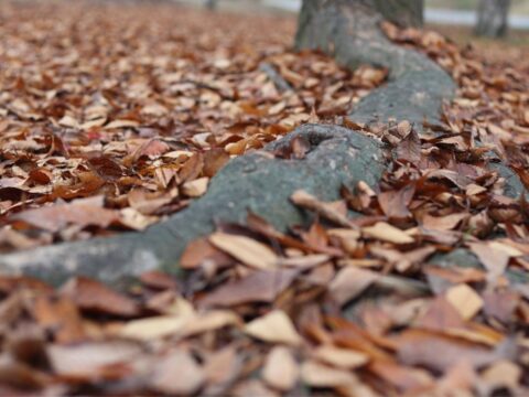 A strong and long oak tree roots.
