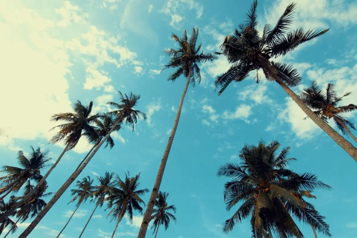 A palm tree with sky background.