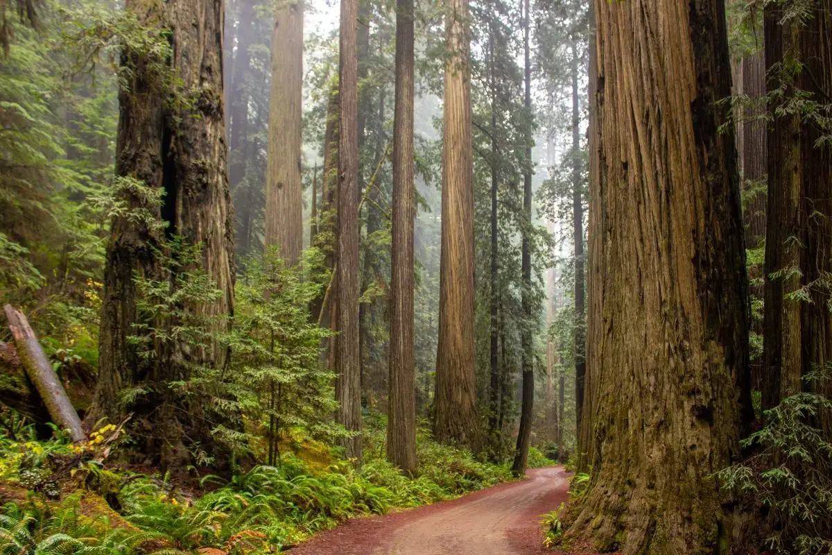 A narrow pavement with gigantic redwood trees.
