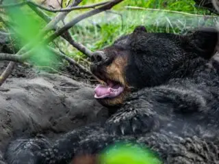 A cute black bear getting ready for hibernate a sleeping potrait of a bear.