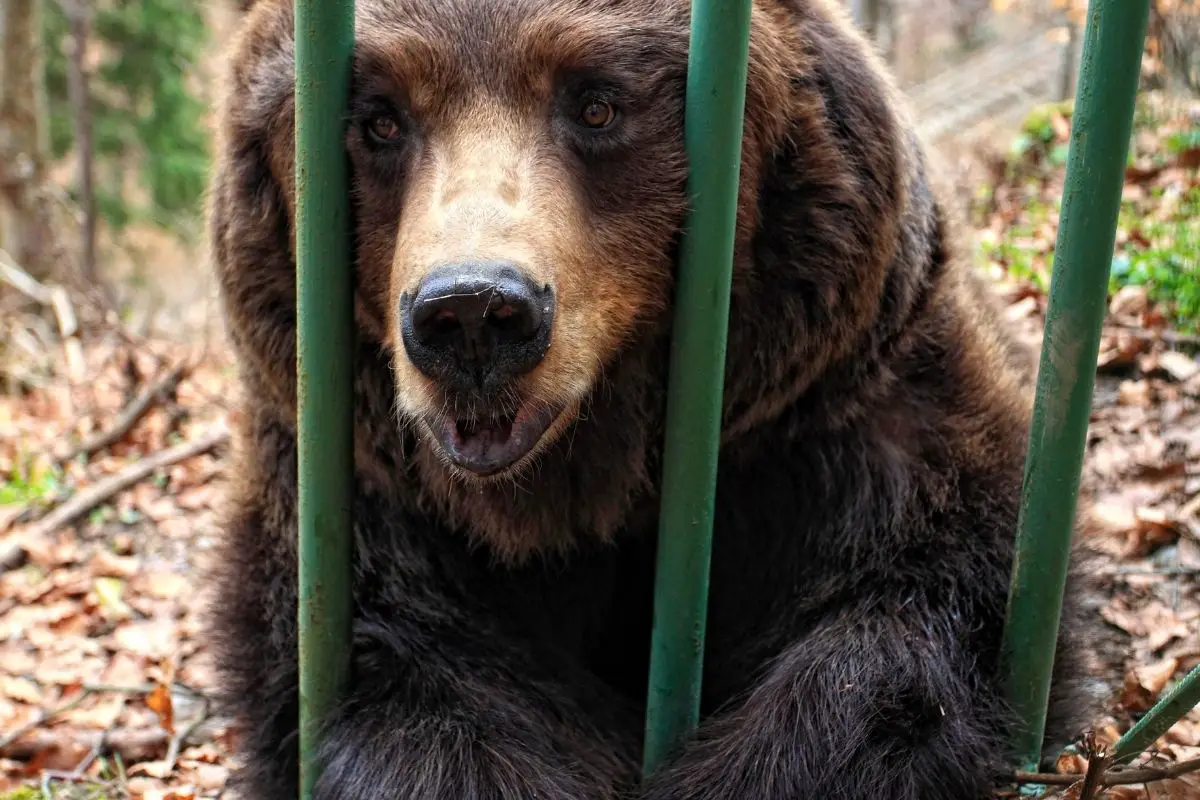 Brown bear in a cage.