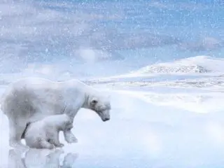 Mother polar bear and her son.