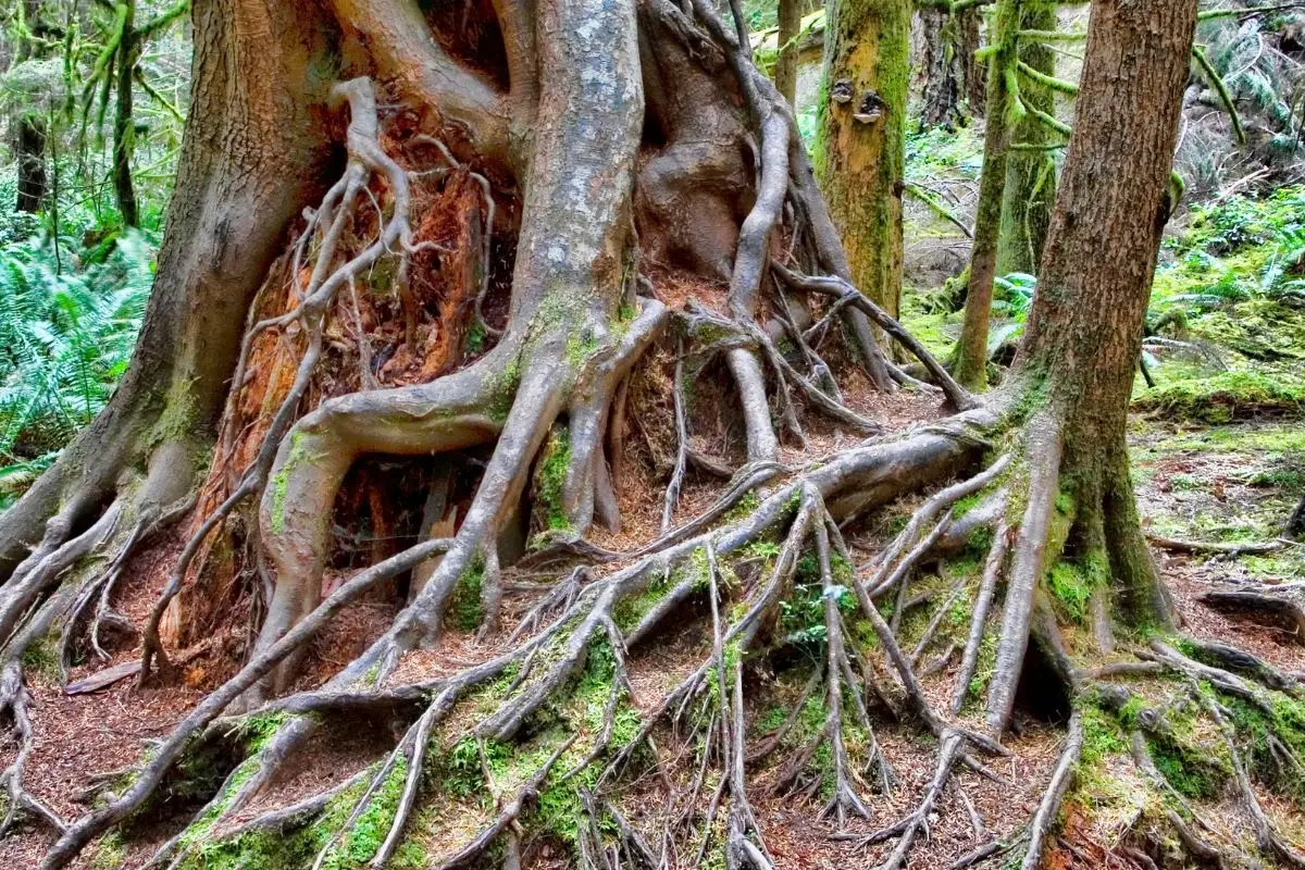 A old branch system and leaves root.