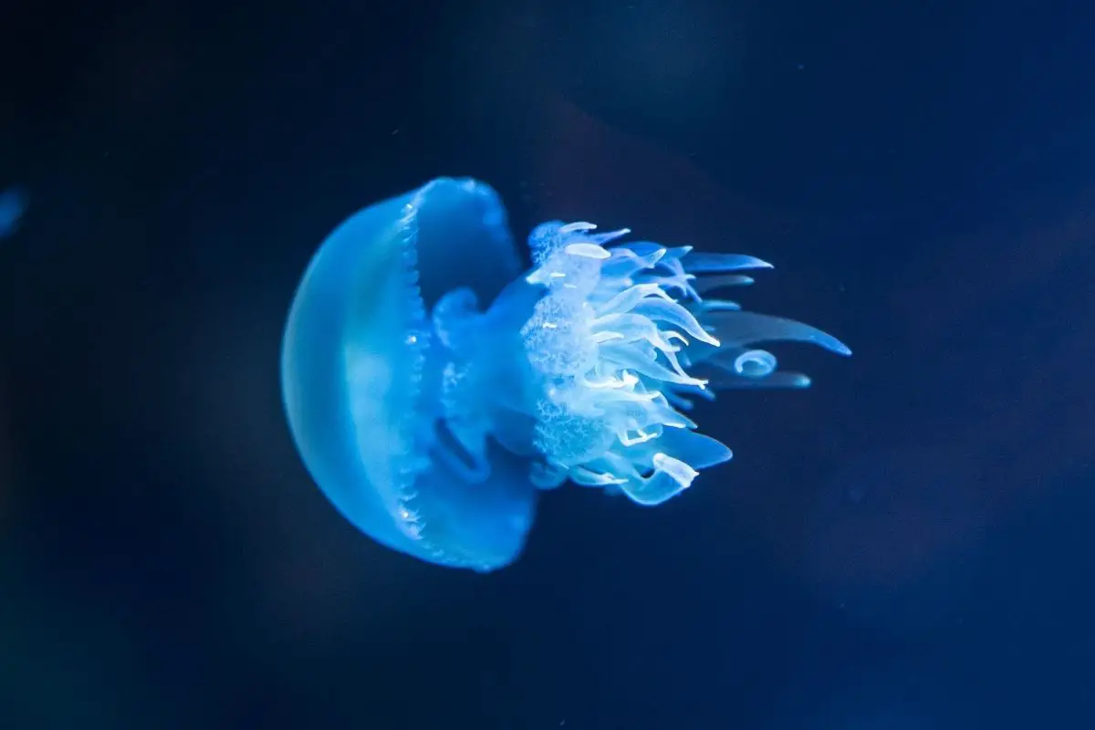 Spectacular bioluminescent jellyfish heading in left direction.