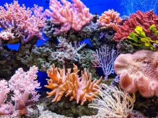 A colorful corals under the sea.