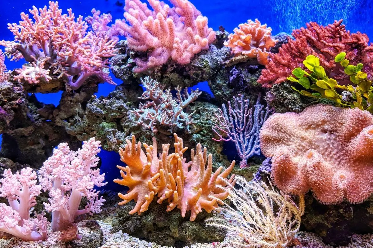 A colorful corals under the sea.