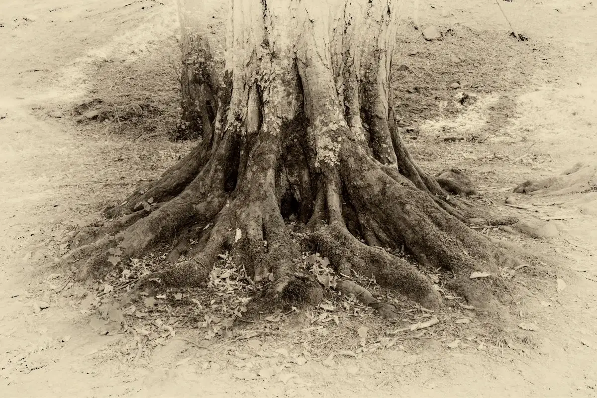 A vintage photo of a lateral roots.