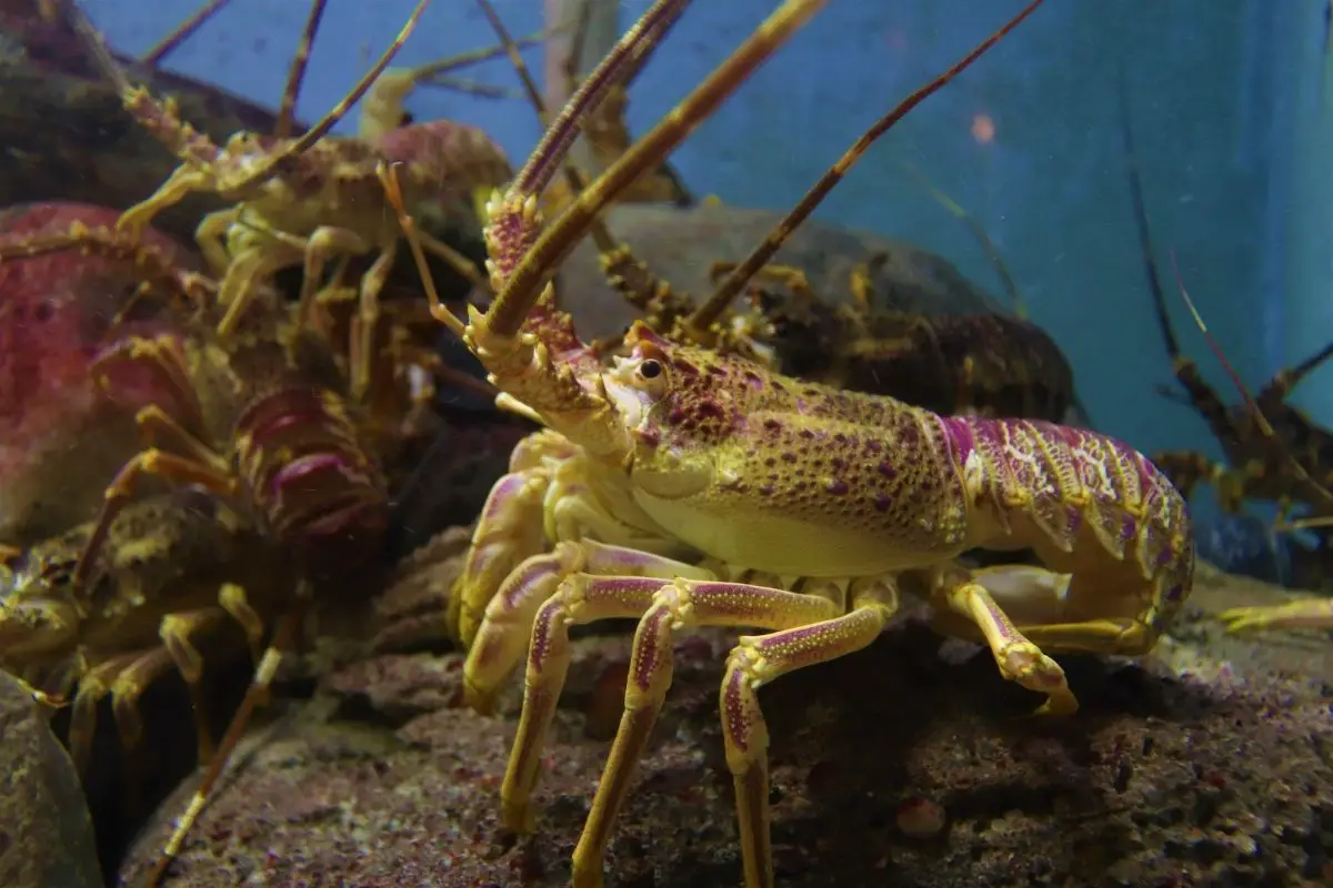 A lobster on a aquarium.