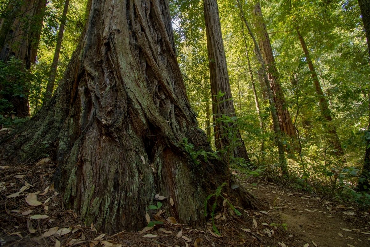 A magical redwood roots.