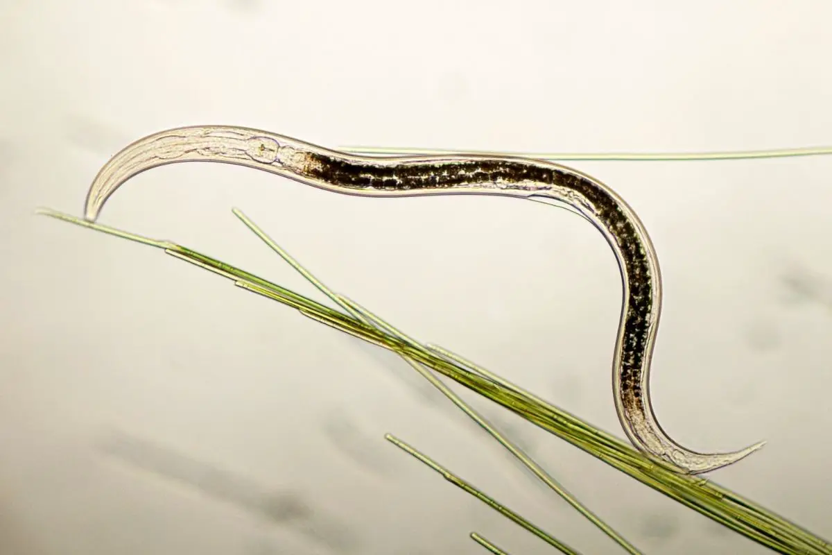 A high magnification view of a nematode.