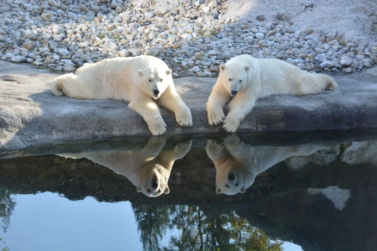 Two bored polar bears.