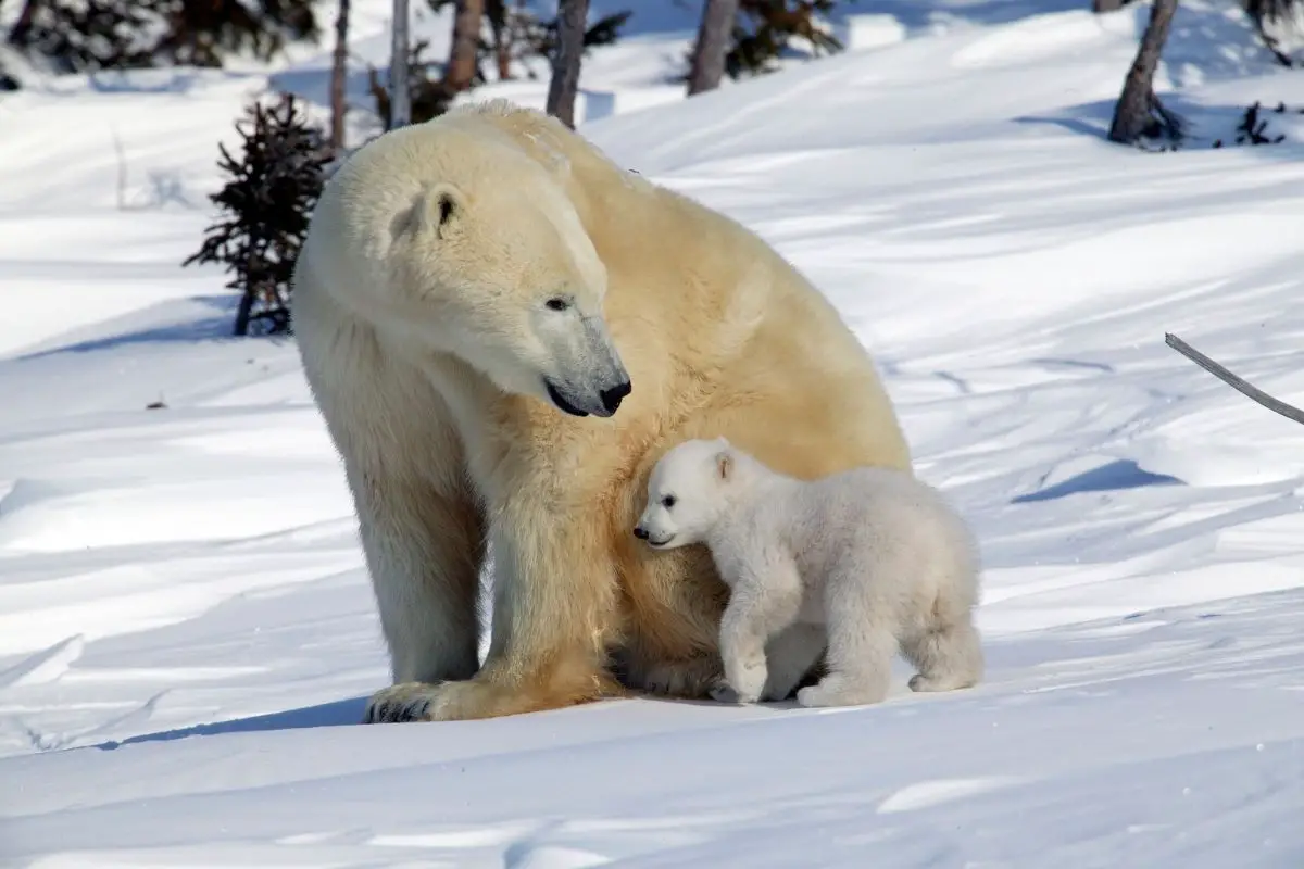 A female bear and her baby on a snowy field.