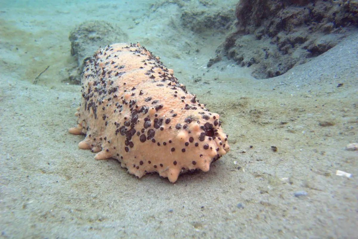 Sea cucumber on the sea floor.
