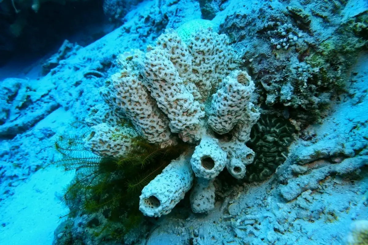 Sea sponges under the ocean.