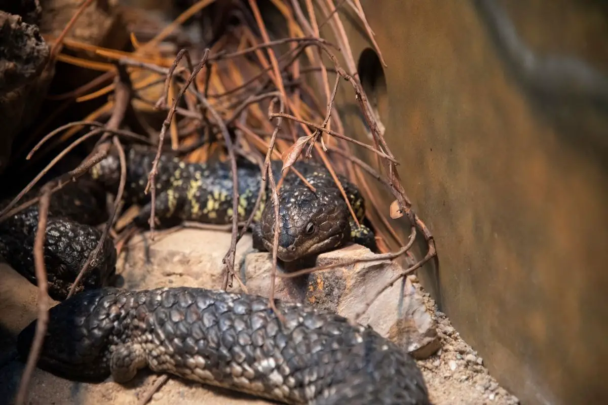 A mysterious shingleback skinks.