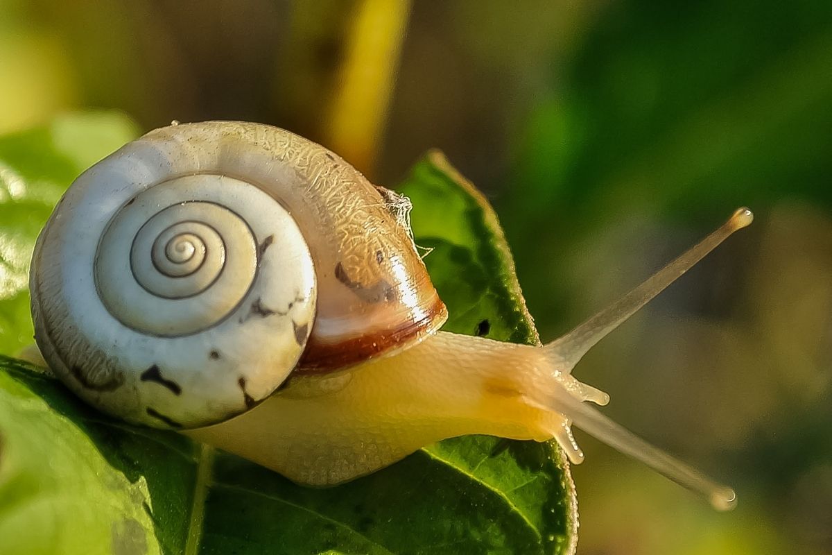 A macro shot of a snail on a leaves.
