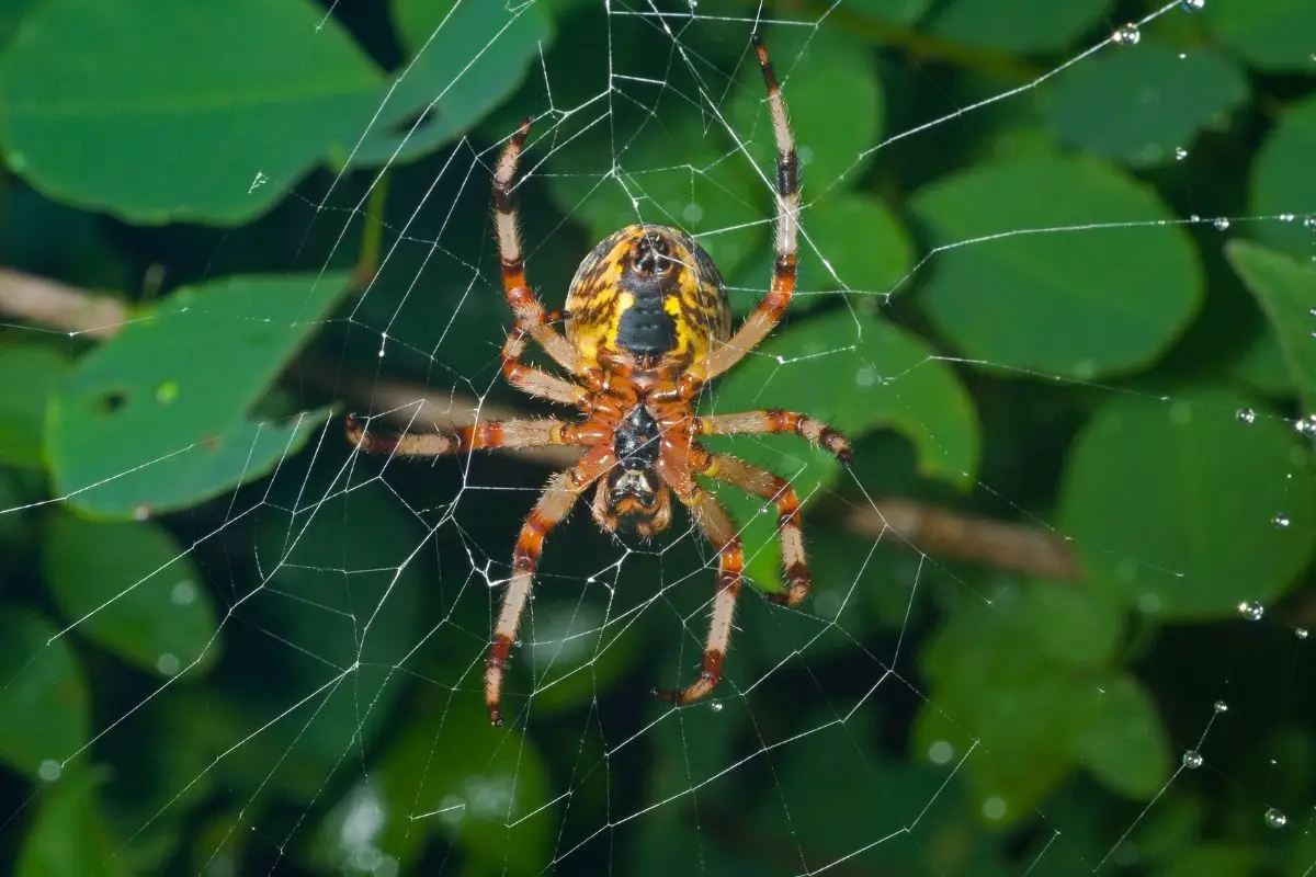 A close up of a spider spins spider web.