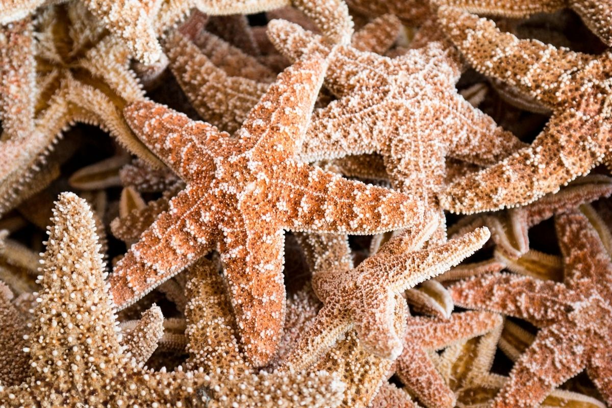 A closeup photo of group of starfish.