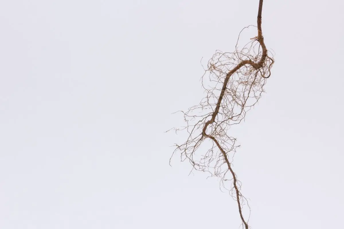 Dried taproot in white background.
