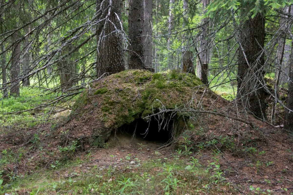 A abandoned den of a bear deep in the woods.