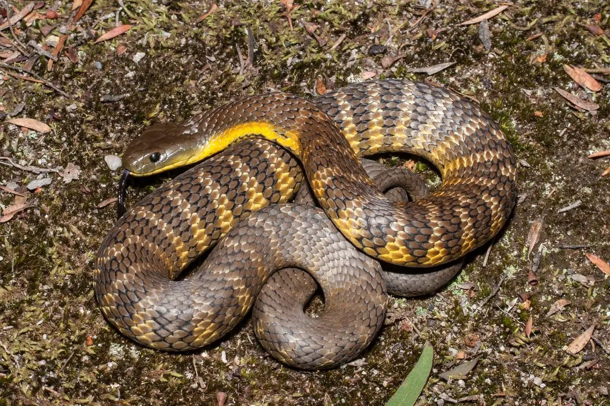 Easter tiger snake in defence pose.