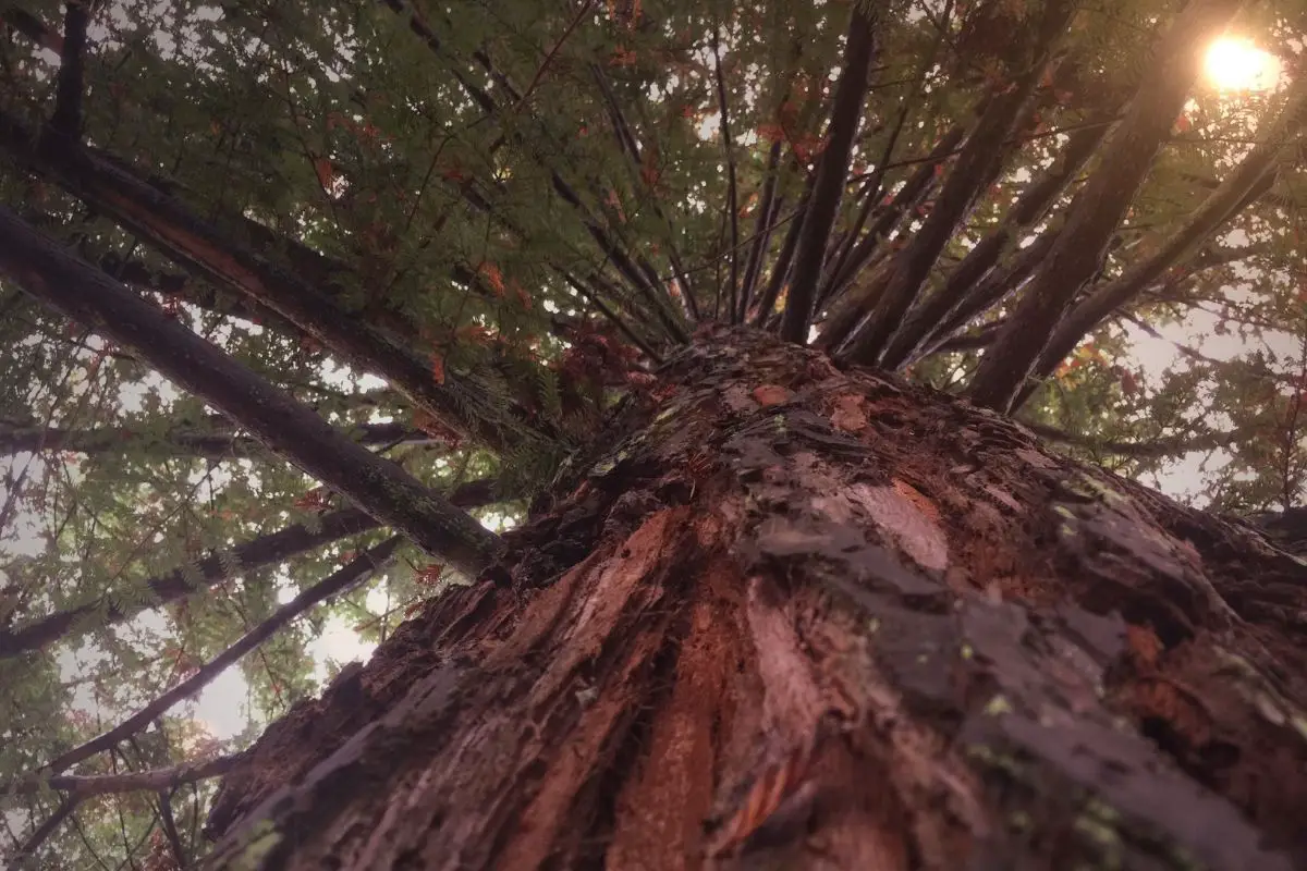 A scary redwood tree.